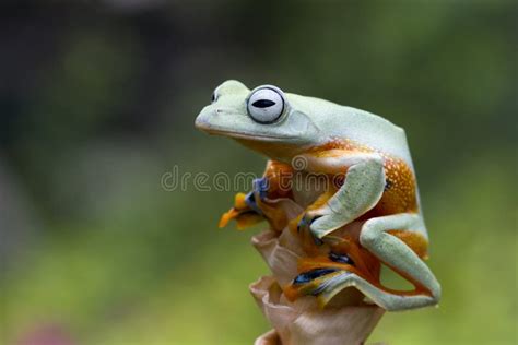 Flying Frog Sitting on Dry Flower Stock Image - Image of beautiful, eyes: 196497979