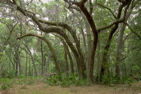 Gullah Culture And Coastal Georgia Slavery The Moonlit Road