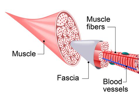 Myofascial Physiotherapy Perth - Dr7 Physiotherapy Podiatry ...