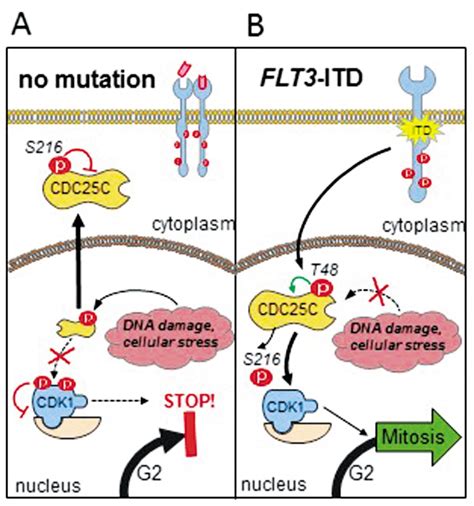 Kinomics Screening Identifies Aberrant Phosphorylation Of Cdc25c In