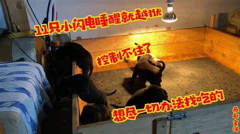 十一只小闪电睡醒就越狱，想尽一切办法好吃的，襁褓里关不住了 Youtube