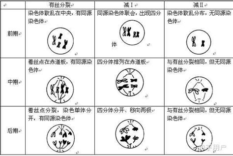 如何区分减数第二次分裂与有丝后期分裂图像 知乎