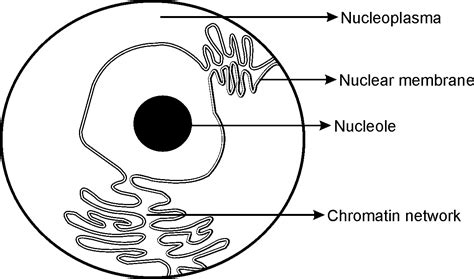 plant cell nucleus clipart