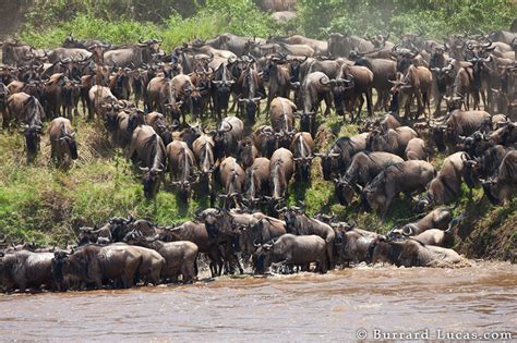 Wildebeest in Tanzania - Burrard-Lucas Photography