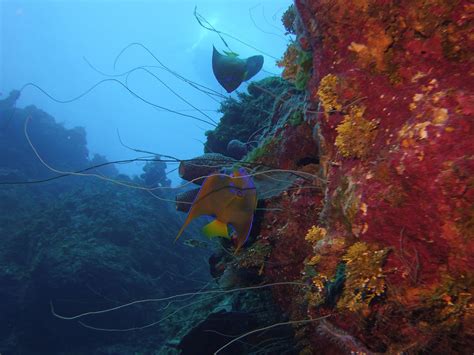 Coral Reef Conservation – Dive With Frank