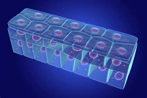 Stratified Squamous Epithelium Photograph By Roger Harris Science Photo Library Pixels