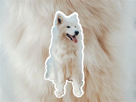 Samoyed dog breed profile