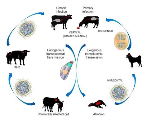 Neosporosis In Cattle Reproductive System Merck Veterinary Manual