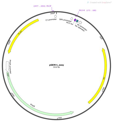 Vector map of pGEM-T easy before insertion of cDNA fragment from A ...