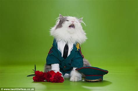 See Adorable Animals Dressed Up For Halloween Daily Mail Online