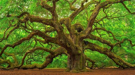 Oak Tree