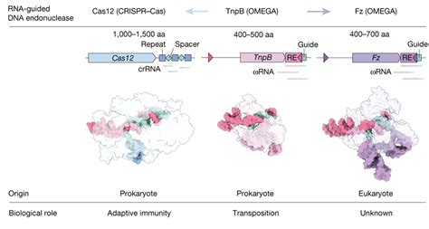 Fz TnpB And Cas12 OMEGA Systems Are The Ancestors Of CRISPRCas