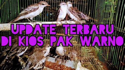 Update Terbaru Di Kios Pak Warno Lt Dasar Pasar Burung Pramuka Youtube