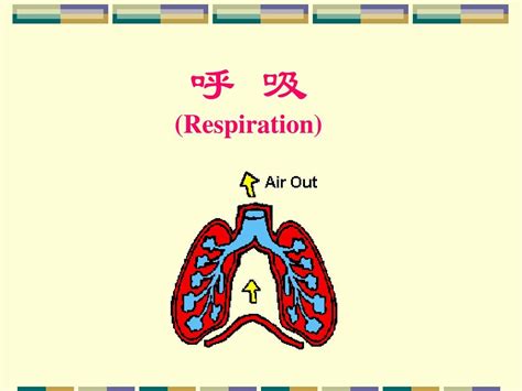 人体解剖生理学 呼吸系统 v1 word文档在线阅读与下载 无忧文档