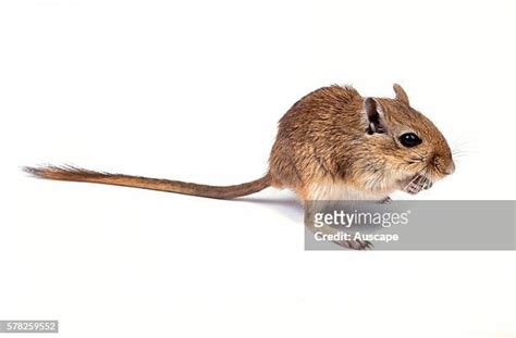 14 Mouse Hind Legs Stock Photos High Res Pictures And Images Getty