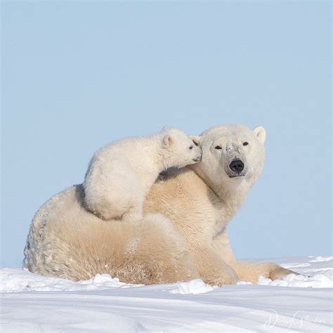 Polar bear family in Wapusk national park, #Canada. Photos & video by ...