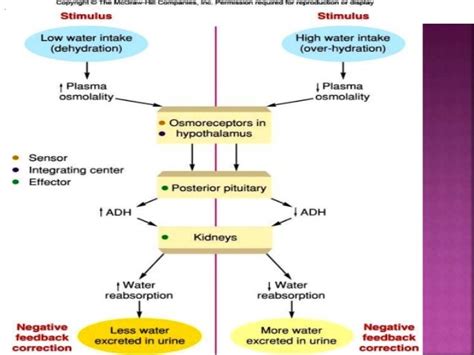 role of kidney in osmoregulation