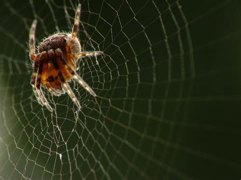 Lion's Whiskers: Perseverance: The Courage of a Spider