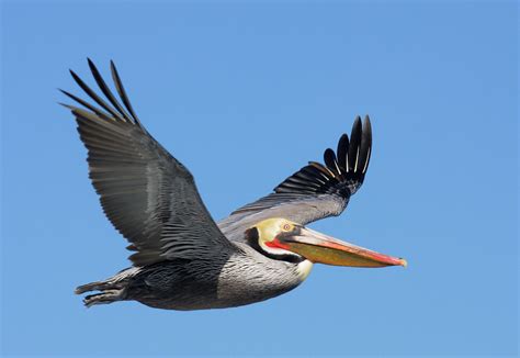 Brownpelicanp