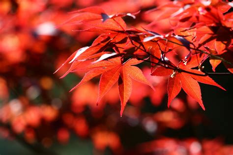 Maple Tree Red Emperor - Free photo on Pixabay - Pixabay