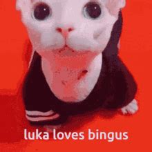 Binguscord Luka Loves Bingus Binguscord Luka Loves Bingus Bingus