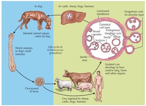 Echinococcus Granulosus Morphology