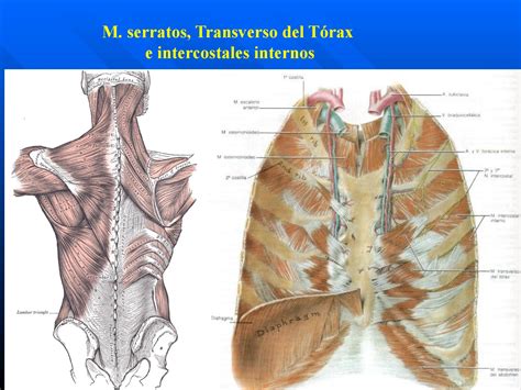 Morfologia del sistema respiratorio by Tu Biblioteca Médica Issuu