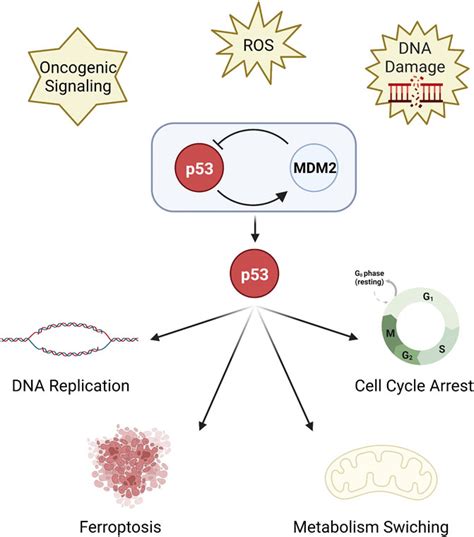 Frontiers P Mutation And Deletion Contribute To Tumor Immune Evasion