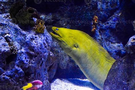 Eel in the aquarium 21576843 Stock Photo at Vecteezy