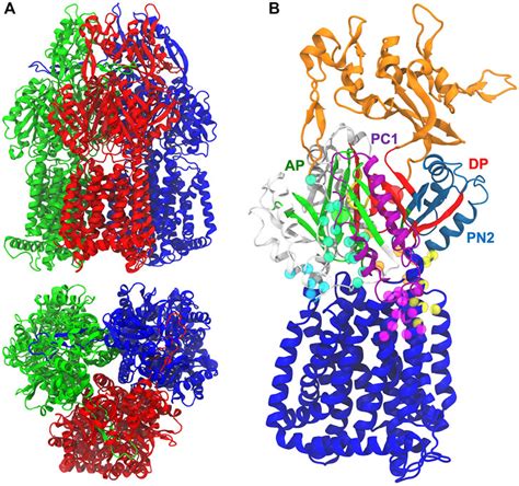 Frontiers Common Recognition Topology Of Mex Transporters Of