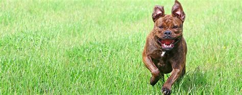 english dog names popular male  female names wag
