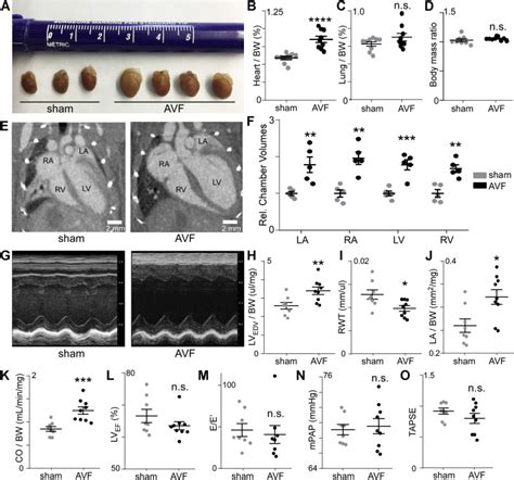 Arteriovenous Fistula Induced Cardiac Remodeling Shows Cardioprotective Features In Mice Jvs