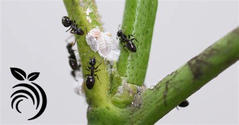 How To Keep Ants Off Of Fruit Trees With An Ant Killer Safe For Fruit Trees