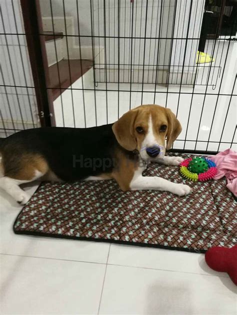 คอกสุนัขแฮปปี้เฮาส์ M กว้าง Happy Haus