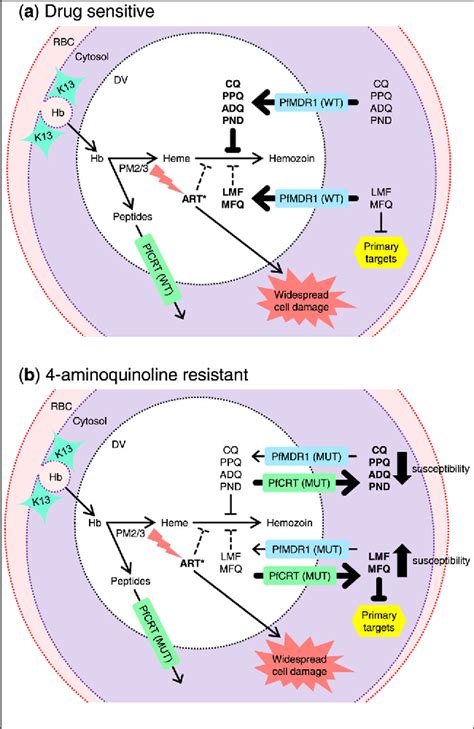 Figure 1 from Plasmodium falciparum resistance to artemisinin-based combination therapies ...