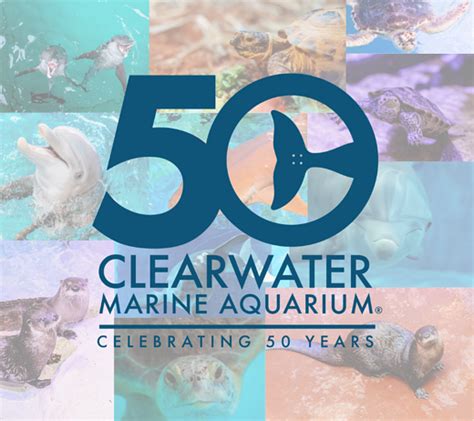 Clearwater Marine Aquarium Releases Sea Turtles At Honeymon Island