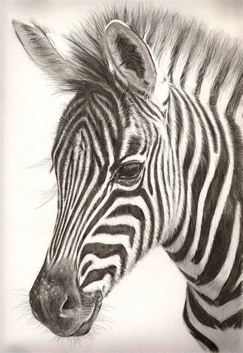 Pencil Drawings Of Animals Zebra Art Zebra Drawing