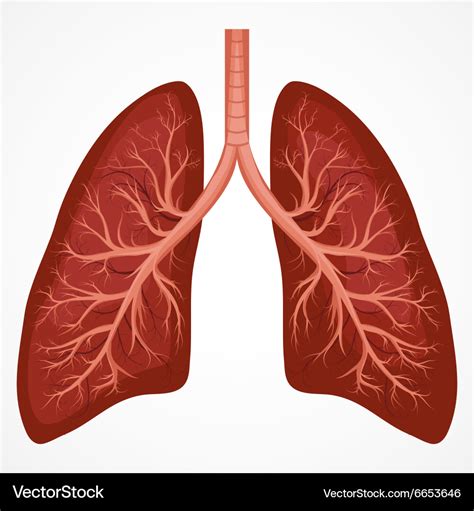 Human lung anatomy diagram Royalty Free Vector Image