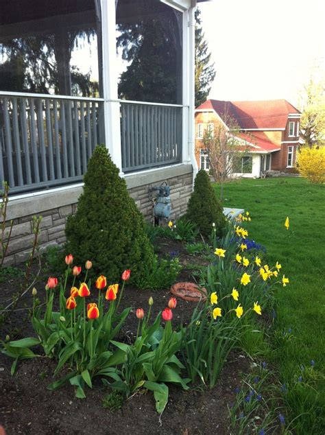 Spring Tulips | Spring tulips, Garden, Tulips