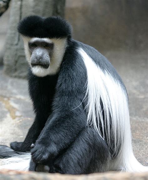 Guereza | primate, species Colobus guereza | Britannica