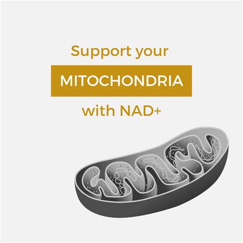 Support Your Mitochondria With Nad Nuchido