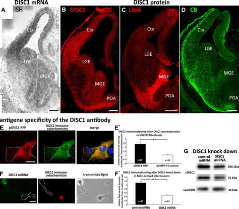 Disc1 Mrna And Protein Is Expressed In E145 Brains A In Situ