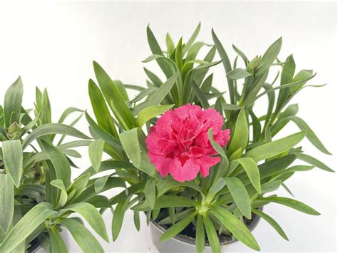 Go Dzik Ogrodowy Wieloletni Dianthus Caryophyllus Oscar Ciemny R