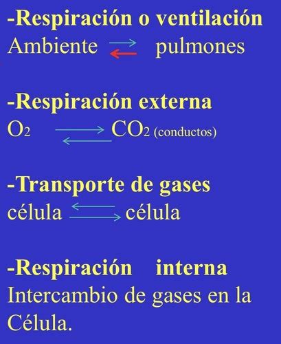 Sistema Respiratorio Flashcards Quizlet