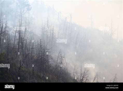 Sant Agata Di Puglia Italia Agosto L Incendio Boschivo