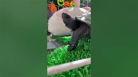 じょうずに、ウインクするマロン君😉💖 Turtle みこりん クサガメ 亀 亀飼育 Youtube