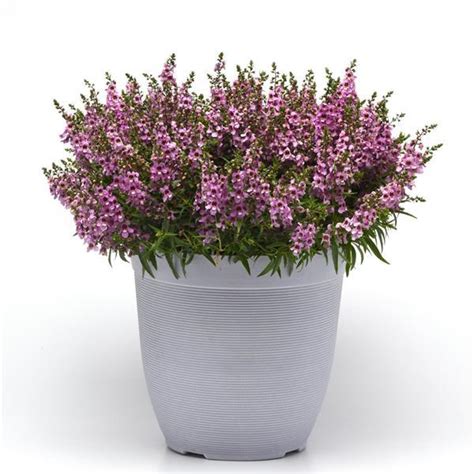 Ангелония узколистная SERENITA Lavender - 3 шт..