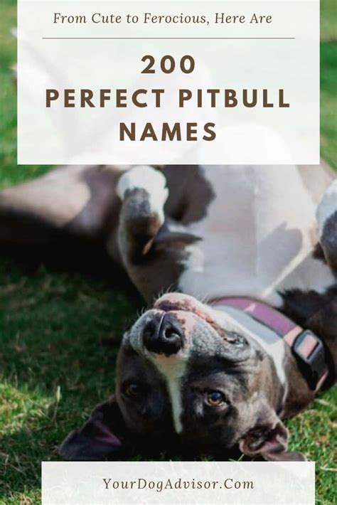 Over 200 Best Pitbull Names - From Cute to Ferocious | Your Dog Advisor