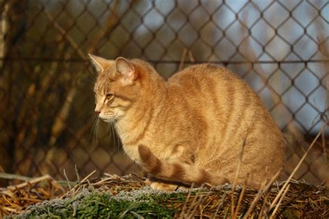 Free Images Nature Grass Meadow Play Jump Wildlife Kitten