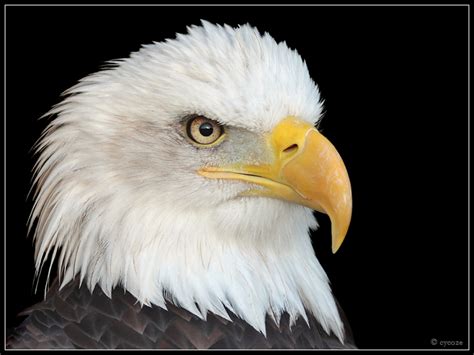 Bald Eagle Portrait By Cycoze On Deviantart